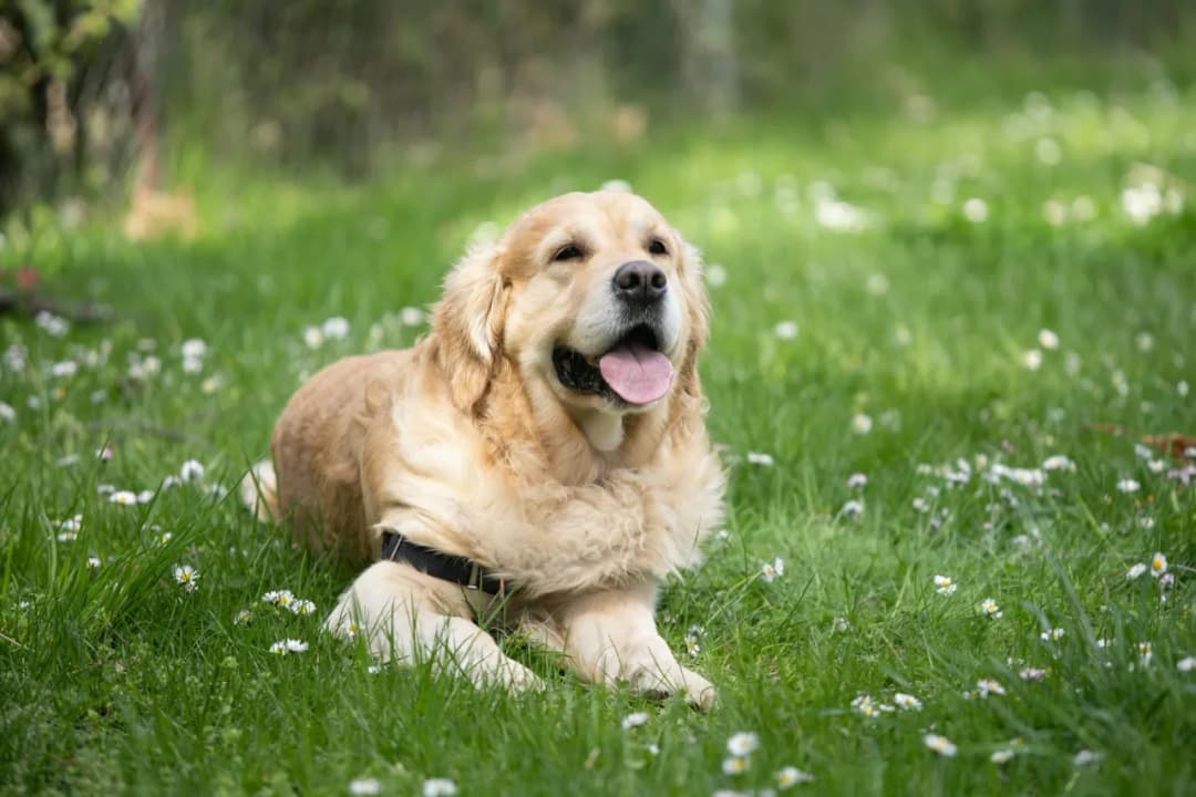 Czy golden retriever może mieszkać na dworze? Poznaj jego potrzeby