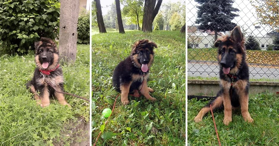 Owczarek niemiecki długowłosy: kiedy rośnie sierść i jak dbać o nią