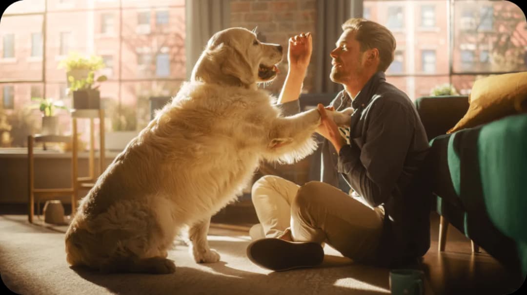 Jak założyć hotel dla psów i uniknąć najczęstszych błędów