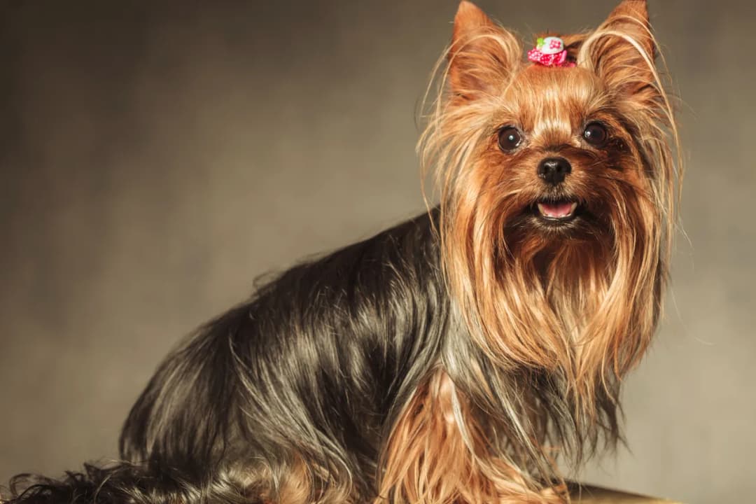 Ile kosztuje szczeniak york? Poznaj ceny i ukryte wydatki