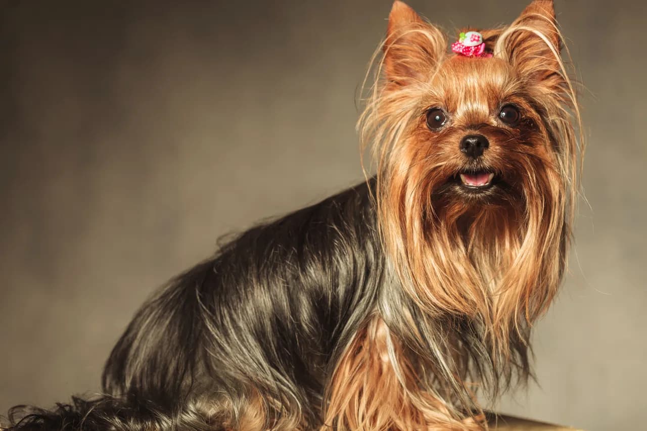 Ile kosztuje szczeniak york? Poznaj ceny i ukryte wydatki