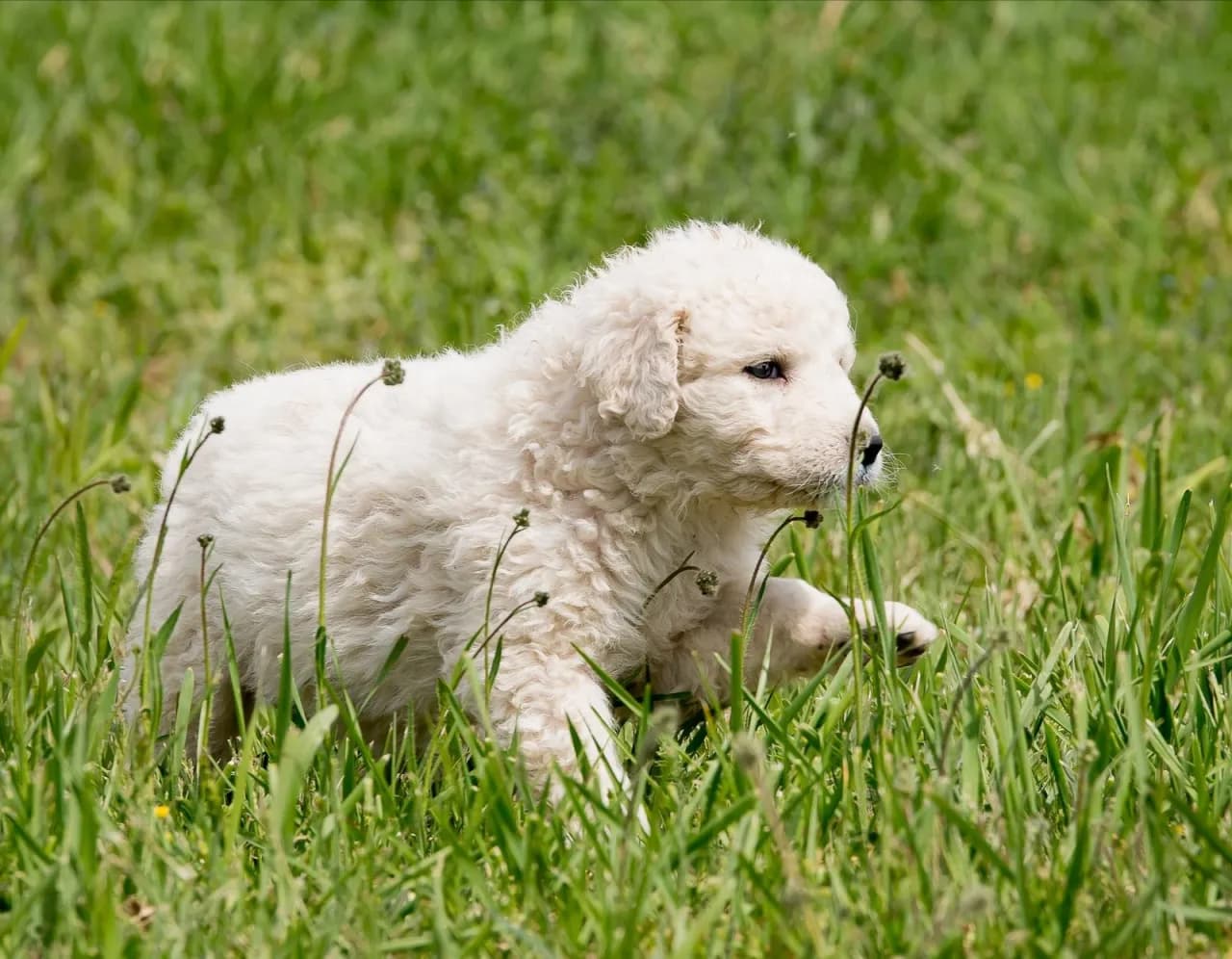Najlepsza obroża dla owczarka podhalańskiego – uniknij błędów przy wyborze