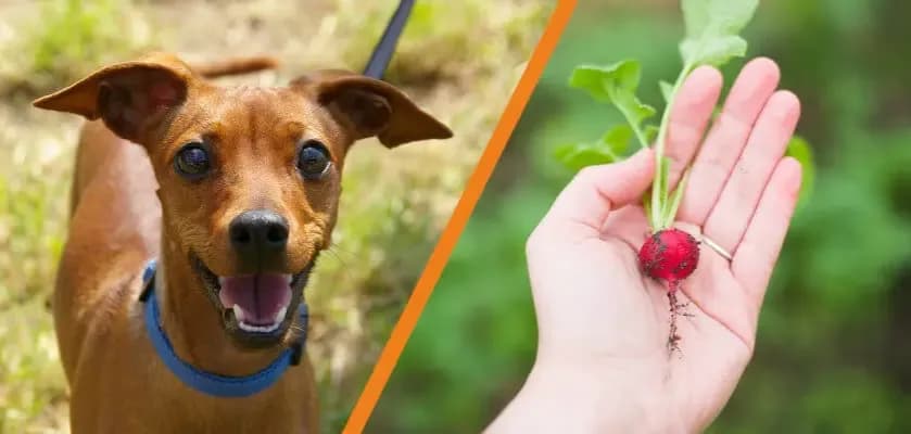 Czy pies może jeść rzodkiewkę? Sprawdź, co musisz wiedzieć o zdrowiu psa