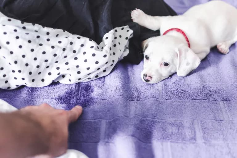 Szczeniak sika na łóżko – skuteczne sposoby na rozwiązanie problemu