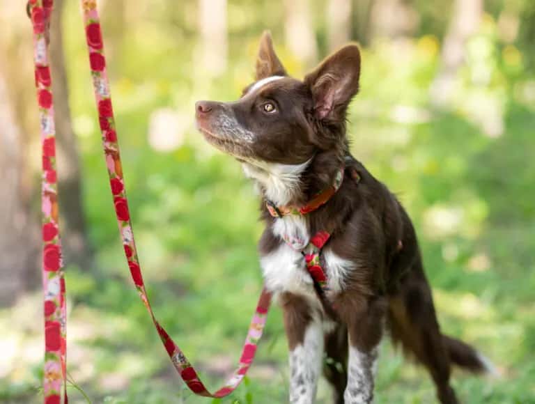 Obroża czy szelki dla border collie - co wybrać dla aktywnego psa?