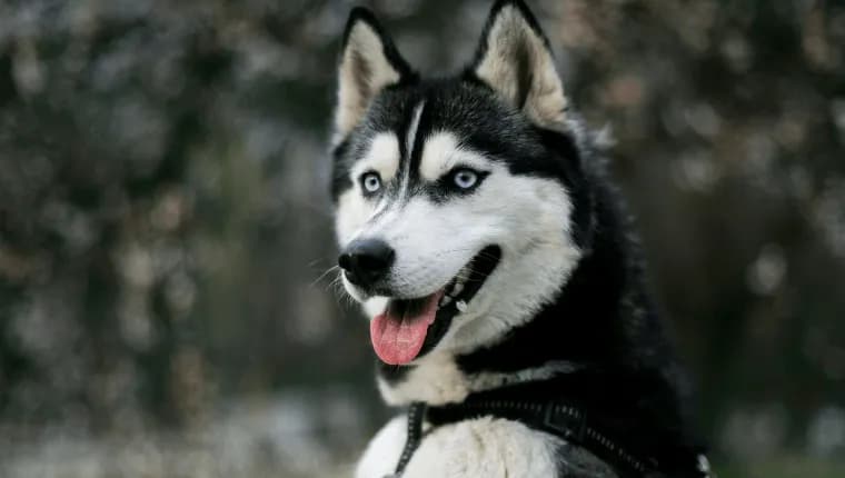 Jak długo żyją husky? Poznaj fakty o ich długości życia