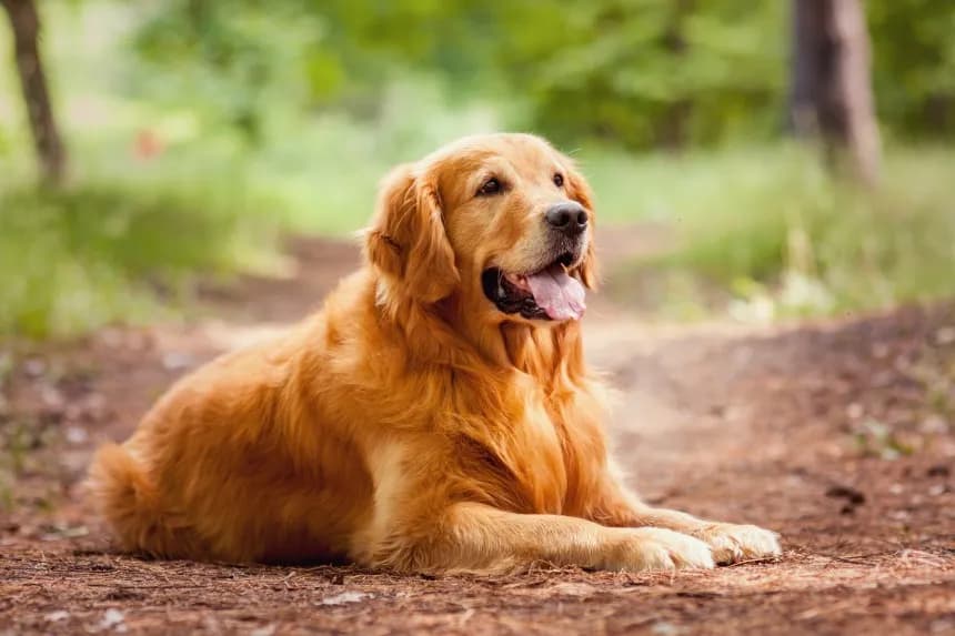 Z jakiego kraju pochodzi golden retriever? Odkryj jego fascynującą historię