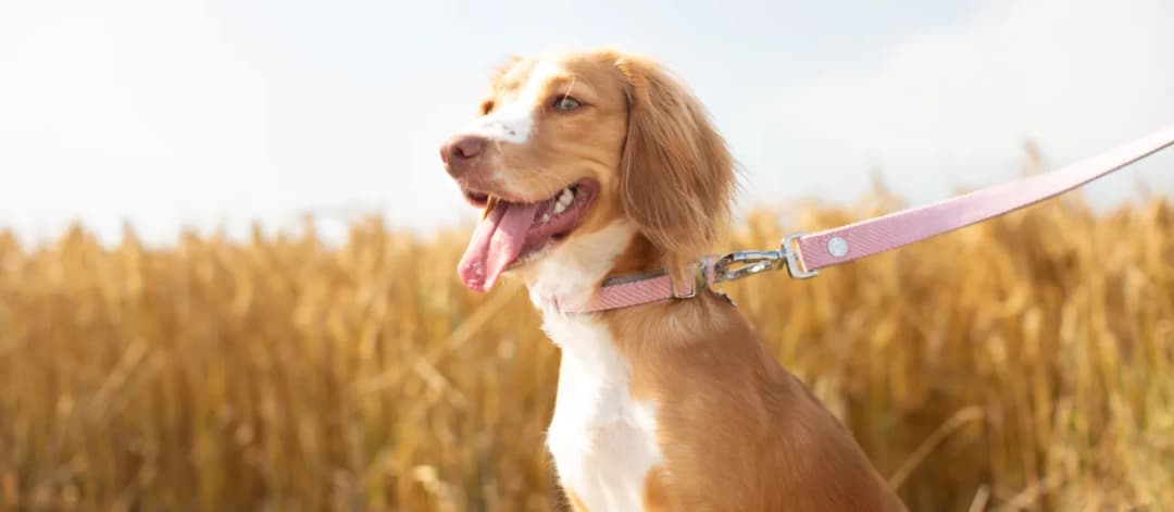 O której ostatni spacer z psem, aby zapewnić mu spokojny sen?