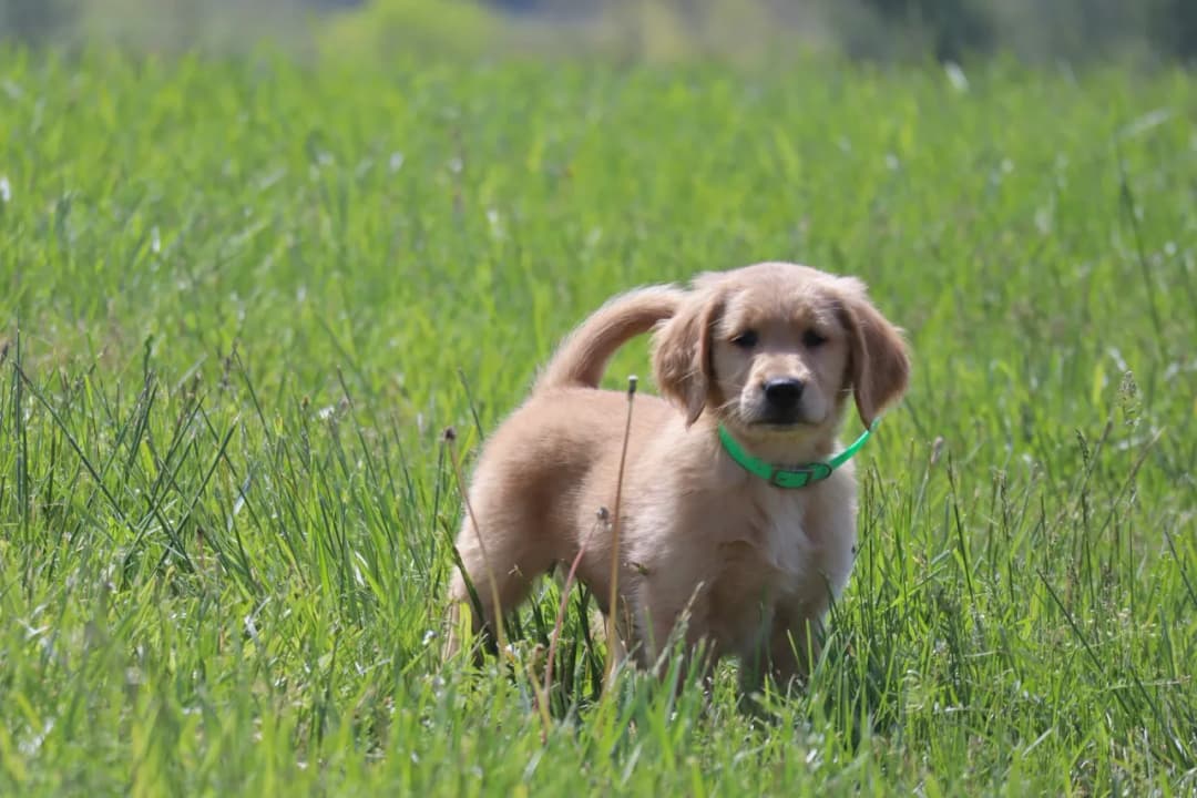 Kiedy można oddać szczeniaki, aby uniknąć problemów behawioralnych?