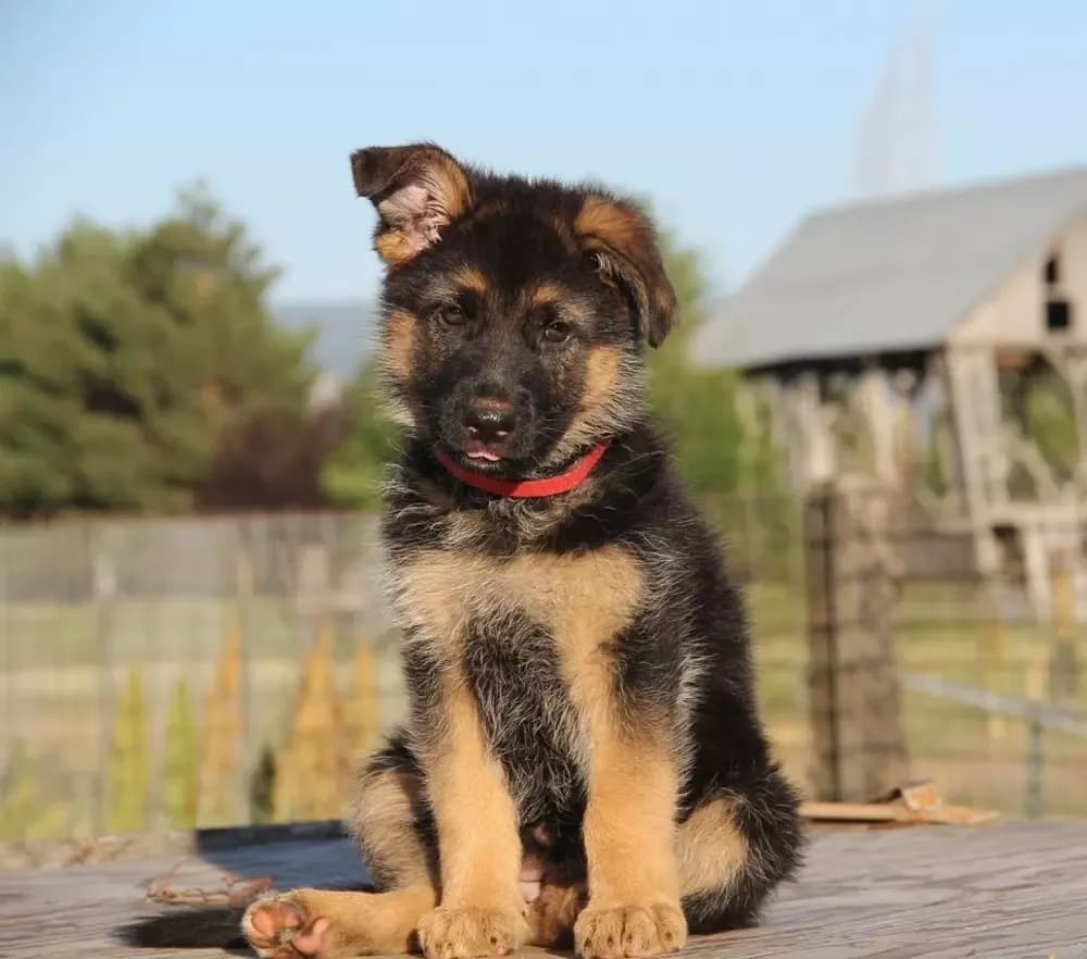 Ile waży szczeniak owczarka niemieckiego? Sprawdź, co powinieneś wiedzieć