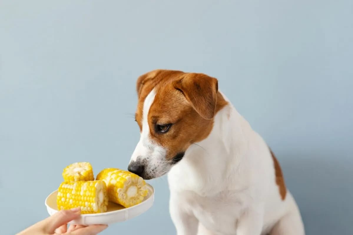 Czy pies może jeść kukurydzę? Sprawdź, co musisz wiedzieć o diecie psa