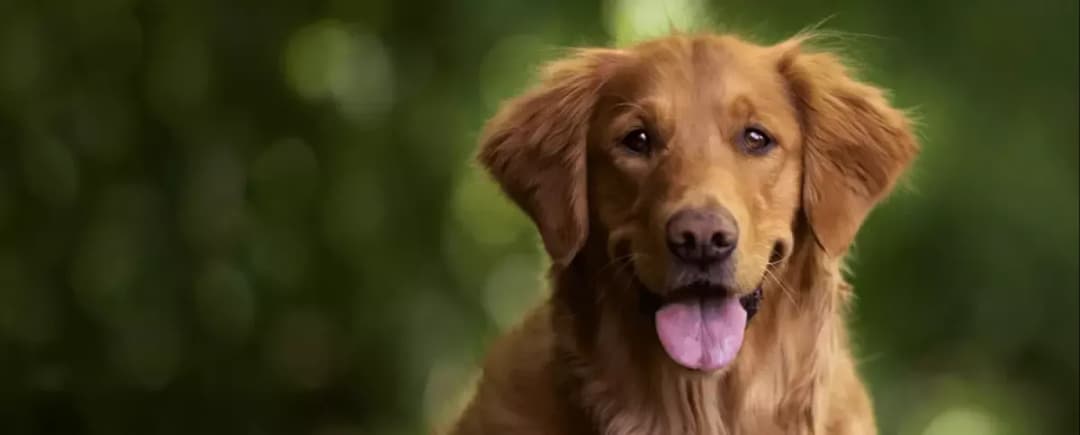 Ile trwa cieczka u golden retrievera? Odkryj, co musisz wiedzieć