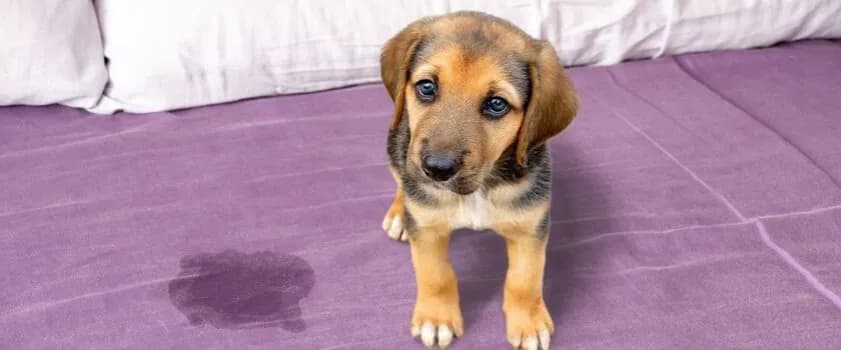Jak nauczyć szczeniaka czystości - skuteczne metody i porady