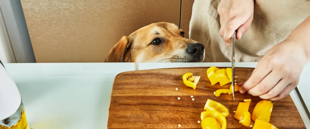 Czy pies może jeść paprykę? Bezpieczne odmiany i ważne wskazówki