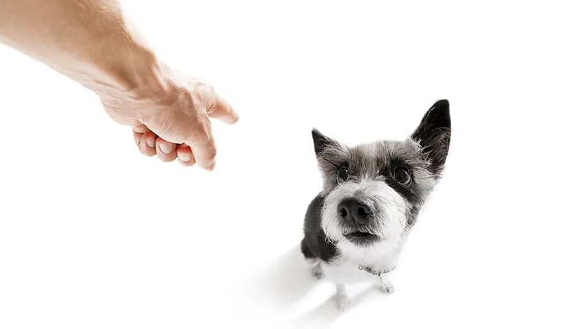 Jak wytresować psa żeby się słuchał i uniknąć frustracji