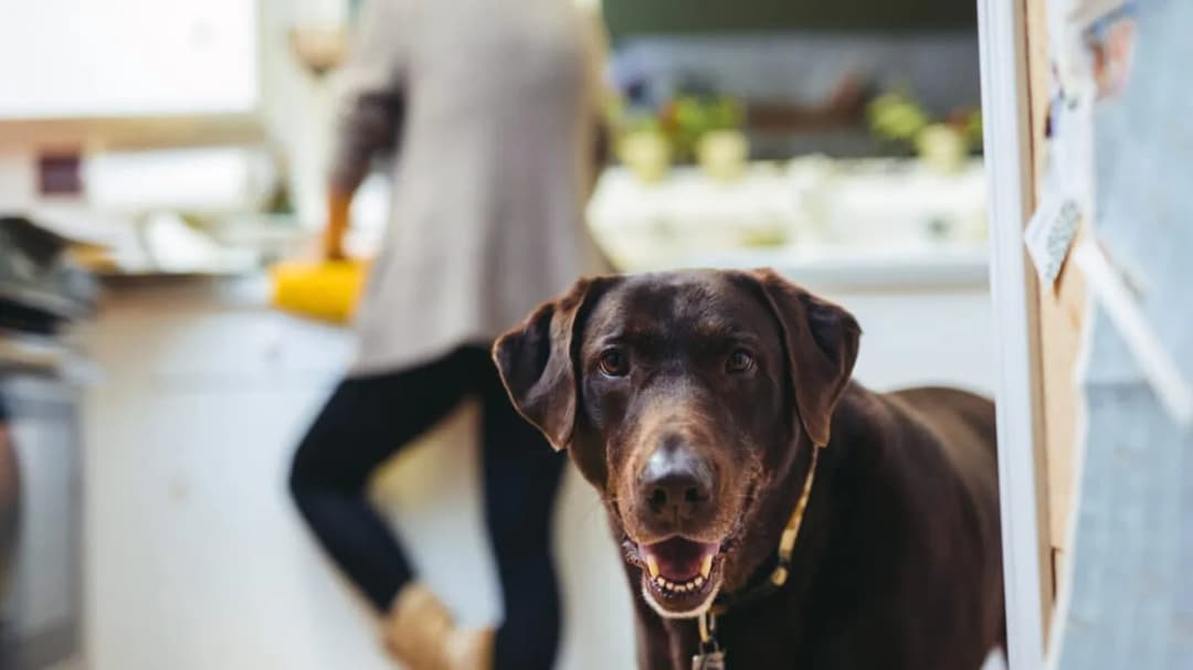 Czy pies może jeść kaszę? Sprawdź, które są bezpieczne i zdrowe