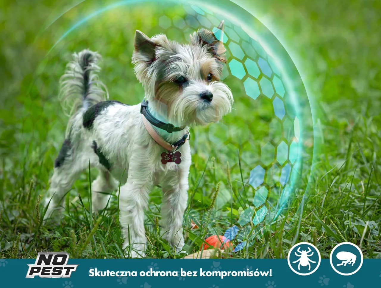 Obroża czy krople na kleszcze dla psa - co wybrać dla bezpieczeństwa?