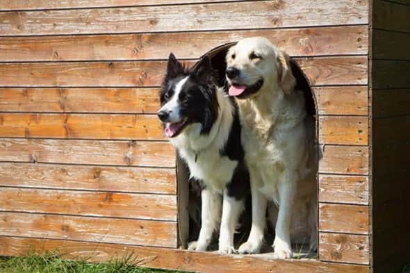 Czy golden retriever może mieszkać w budzie? Oto co musisz wiedzieć