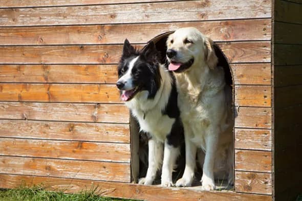 Czy golden retriever może mieszkać w budzie? Oto co musisz wiedzieć