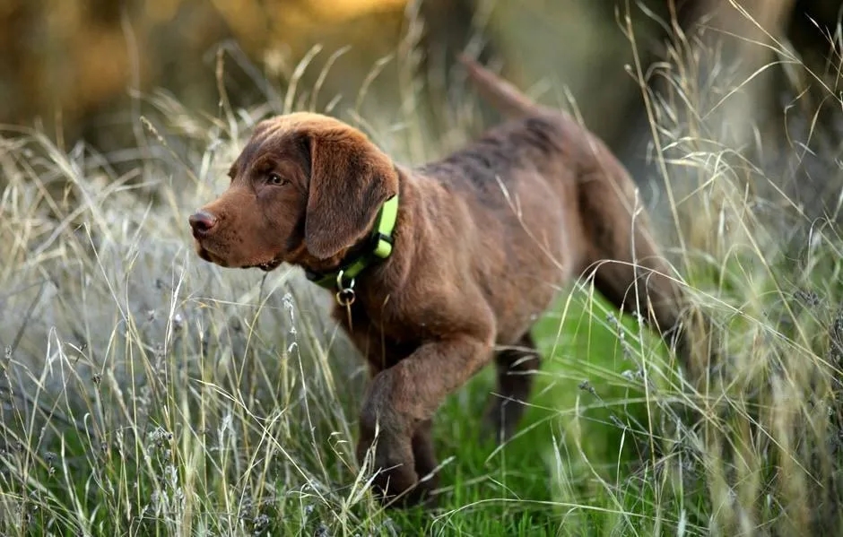 Od kiedy można założyć psu obrożę przeciwpchelną, aby uniknąć problemów?