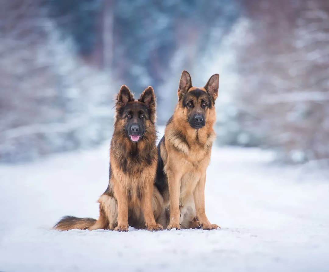 Ile powinien jeść dorosły owczarek niemiecki, aby uniknąć problemów zdrowotnych?