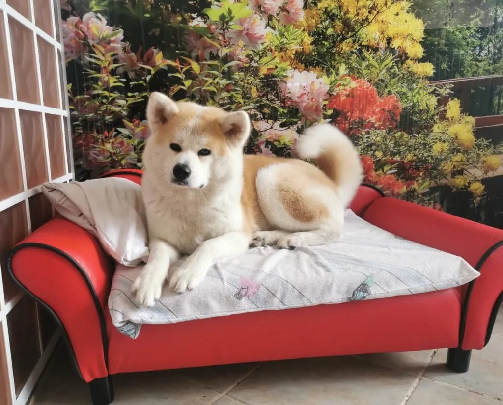 Ile kosztuje akita? Poznaj ceny i czynniki wpływające na koszt