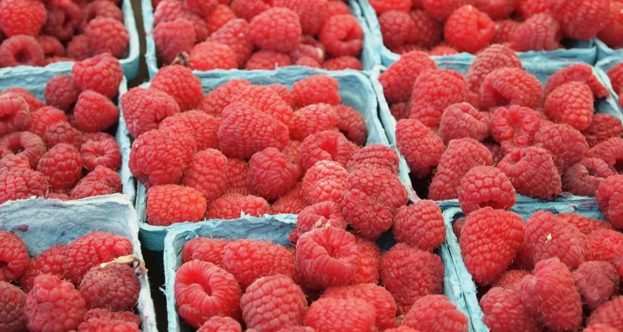 Czy pies może jeść maliny? Sprawdź, co musisz wiedzieć o bezpieczeństwie