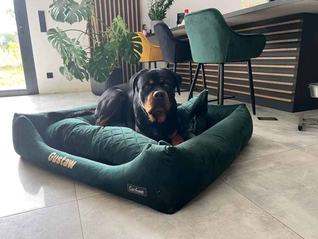 Jak nauczyć szczeniaka spać w legowisku bez stresu i frustracji