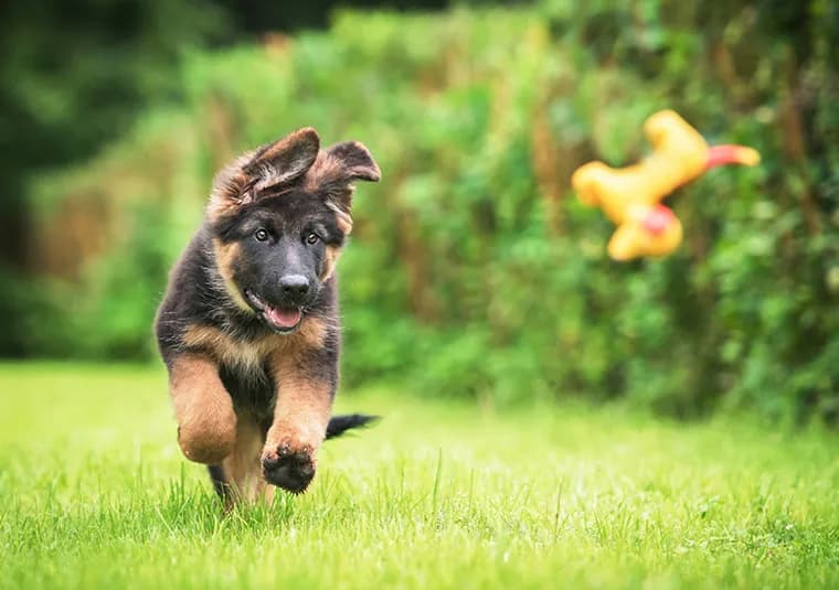 Czy ze szczeniakiem można wychodzić na dwór? Oto ważne zasady