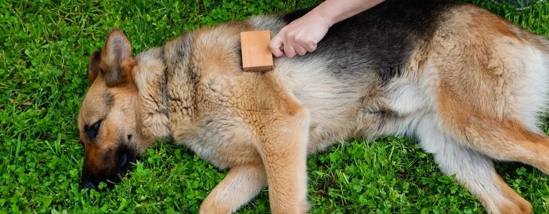 Jaką szczotkę wybrać dla owczarka niemieckiego długowłosego, aby uniknąć matowienia sierści?