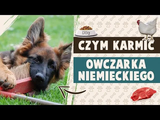 Czym karmić szczeniaki owczarka niemieckiego, aby uniknąć problemów zdrowotnych