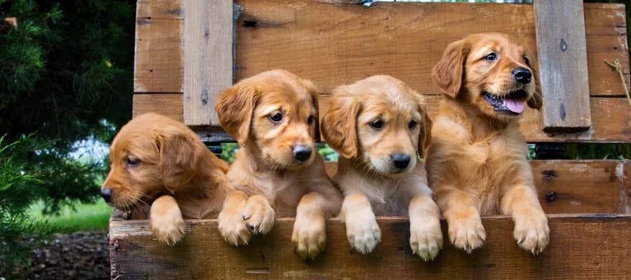 Ile jeść golden retriever? Odpowiednia dieta dla zdrowia psa