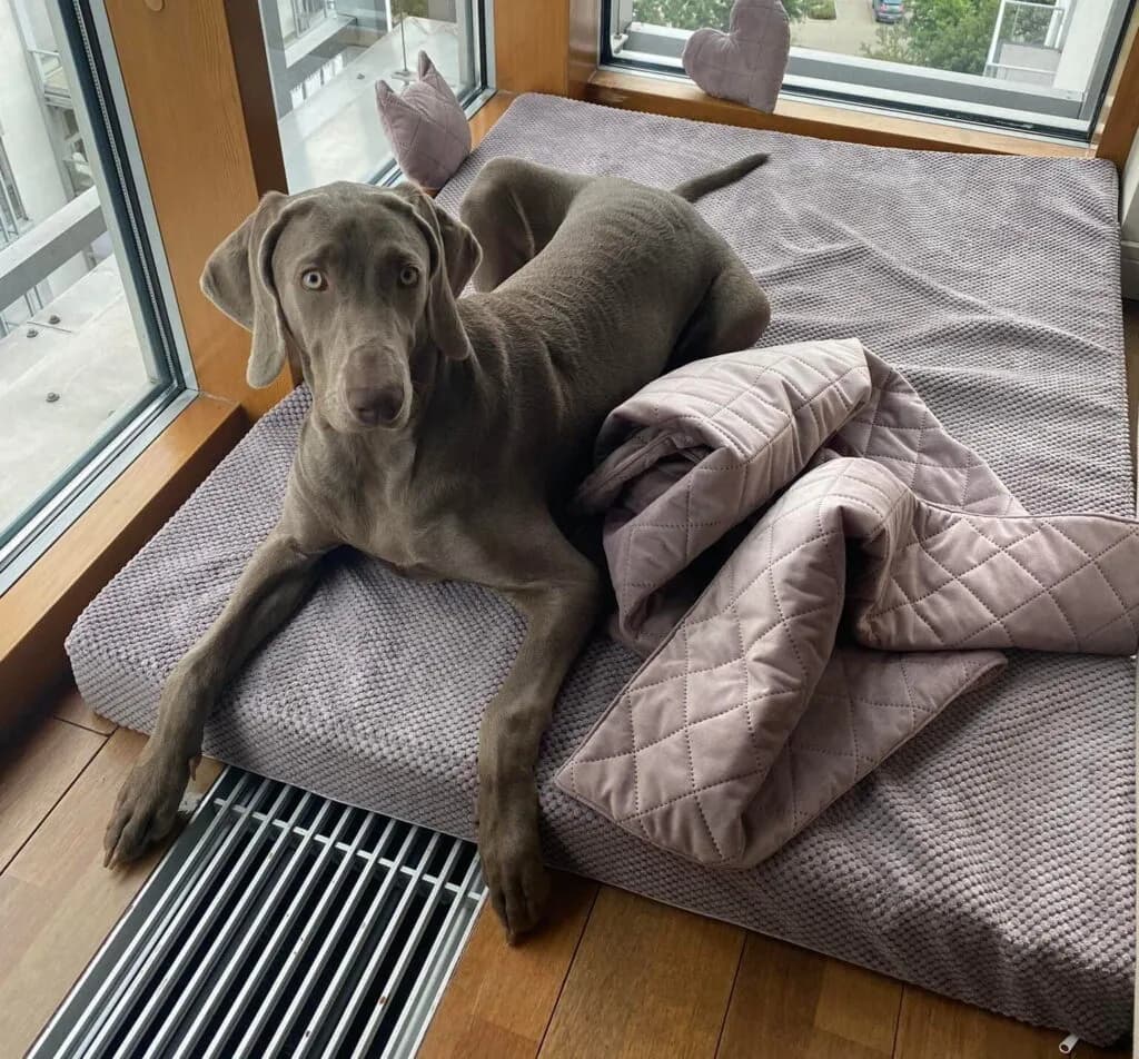 Jak nauczyć szczeniaka spać samemu bez stresu i zmartwień