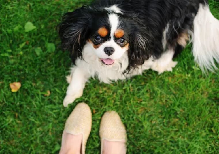 Jak wytresować psa w domu - skuteczne metody na posłuszeństwo